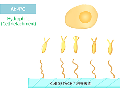 4℃時，溫敏聚合物涂層為高分子伸直狀態(tài)，表現(xiàn)為親水性，利于貼壁細(xì)胞的脫落