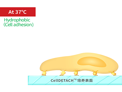 37℃時，溫敏聚合物涂層為高分子卷縮狀態(tài)，表現(xiàn)為輕度疏水性，更有利于細(xì)胞的貼附