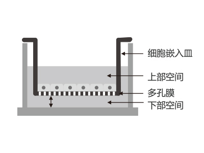 懸掛式設(shè)計(jì)，嵌入皿移細(xì)胞嵌入皿移動(dòng)時(shí)單層細(xì)胞不受影響上部空間 ，還能防止培養(yǎng)液通過(guò)中毛細(xì)作用流失